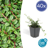 Livraison plante Cotoneaster Streib's Findling