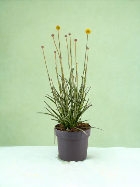 Livraison plante Craspedia globuleuse - pompons jaunesd17cm