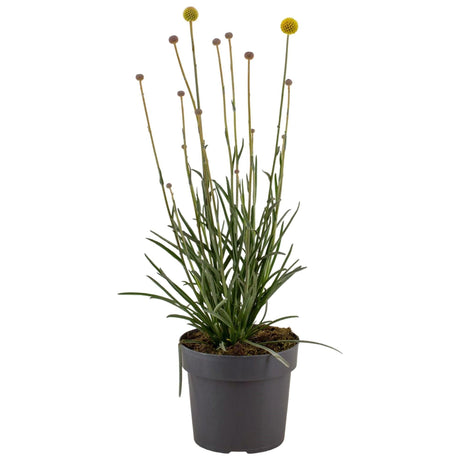 Livraison plante Craspedia globuleuse - pompons jaunesd17cm