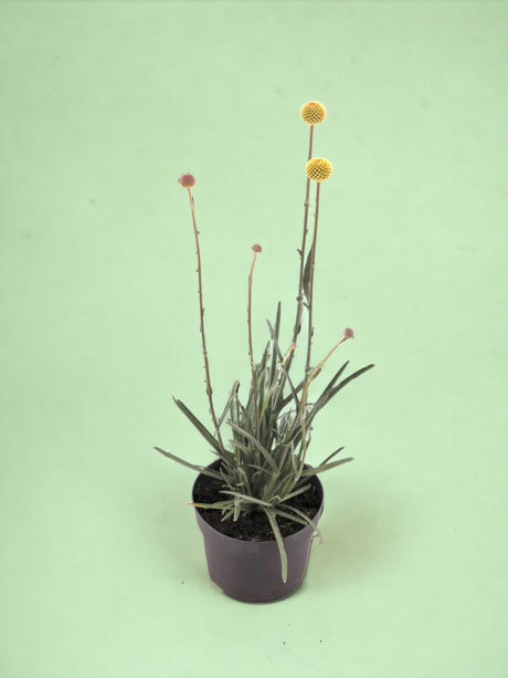 Livraison plante Craspedie globuleuse pompons jaunes d13cm
