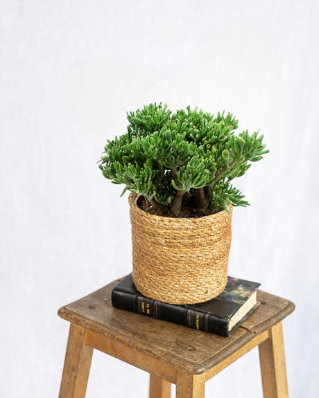 Livraison plante Crassula Hobbit - plante grasse d'intérieur