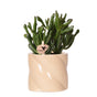 Livraison plante Crassula Hobbit + Pot Candy Lila - Plante d'intérieur fleurie