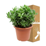 Livraison plante Crassula Ovata h50cm - plante grasse d'intérieur