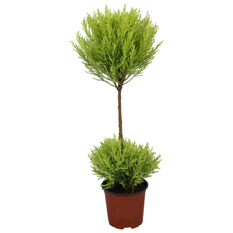 Livraison plante Cupressus 'Goldcrest Wilma'