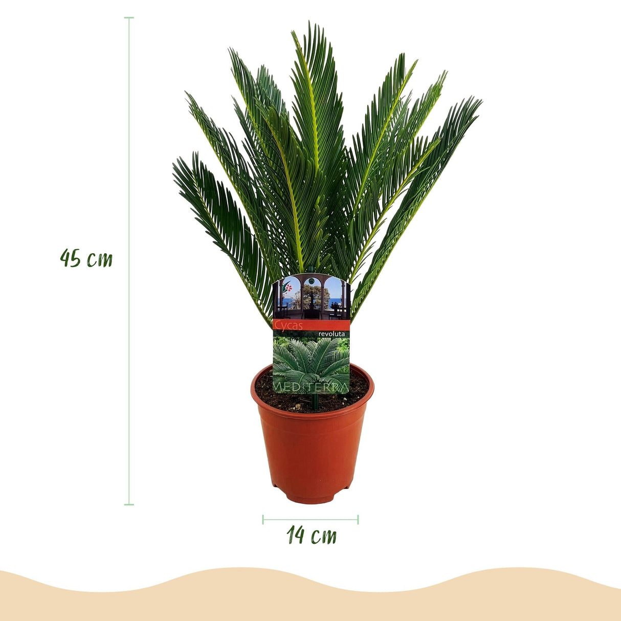 Livraison plante Cycas revoluta d14cm H45cm