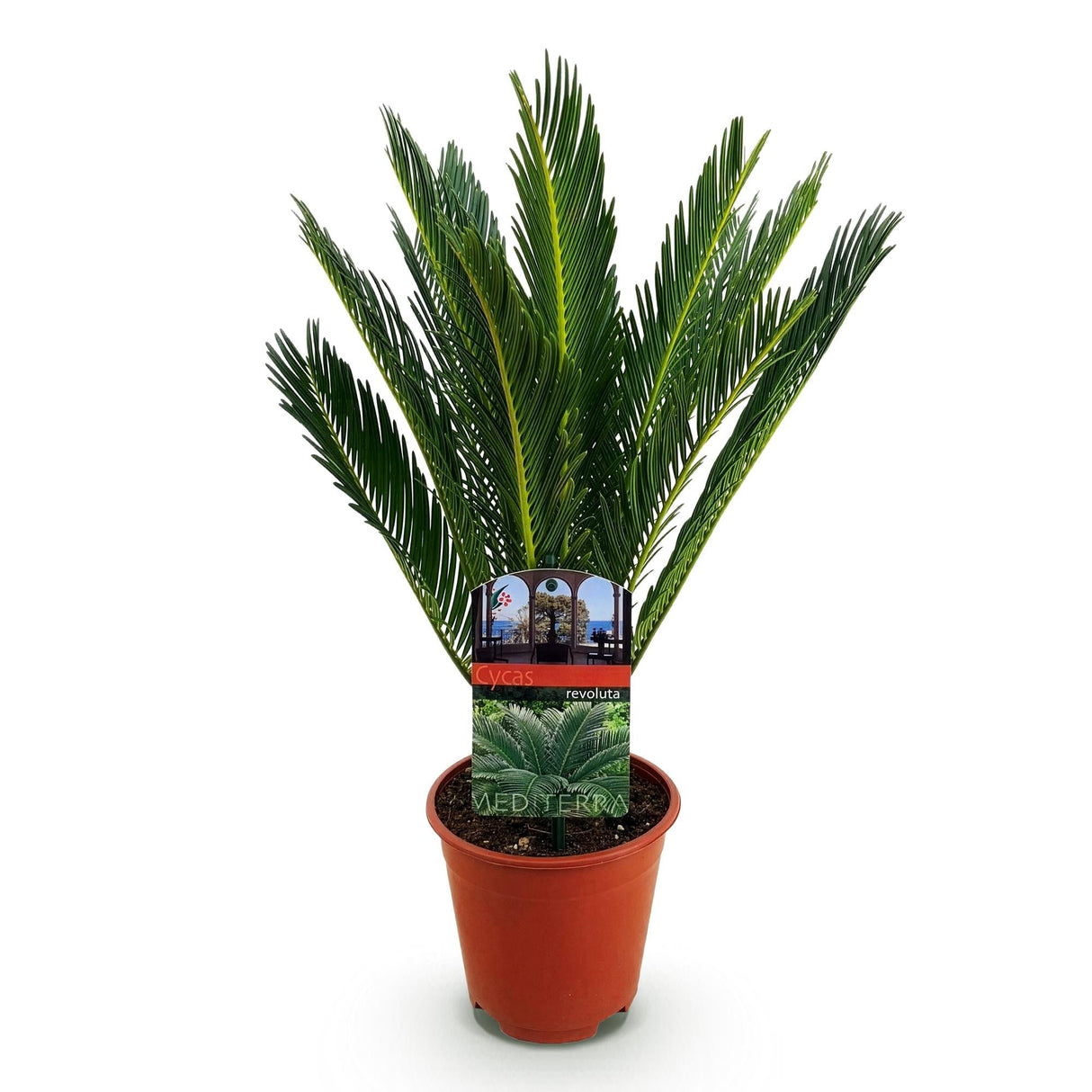 Livraison plante Cycas revoluta d14cm H45cm