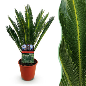 Livraison plante Cycas revoluta d14cm H45cm