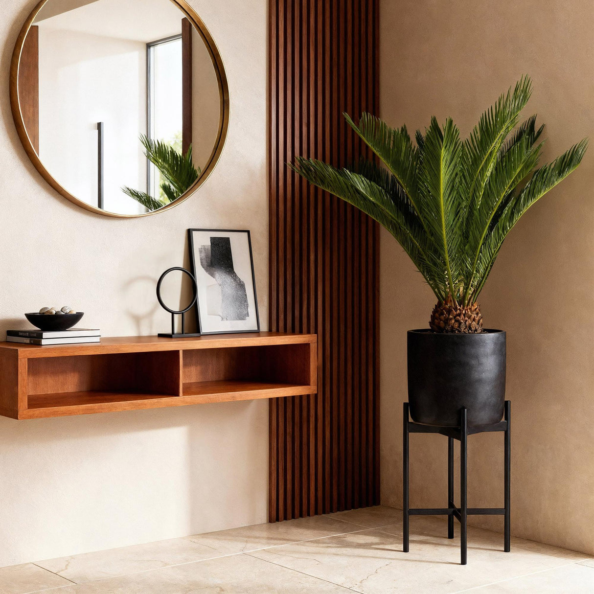 Livraison plante Cycas revoluta d17cm H70cm