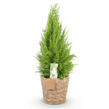 Livraison plante Cyprès d'intérieur Gold Crest Wilma