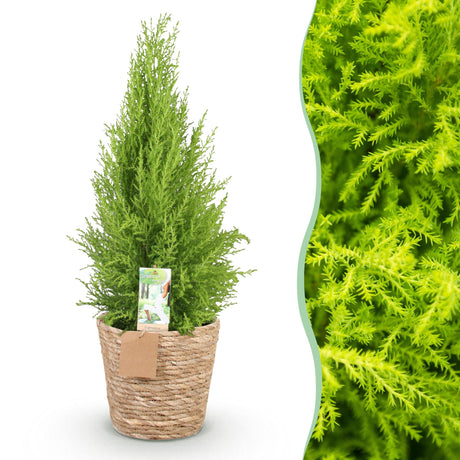 Livraison plante Cyprès d'intérieur Gold Crest Wilma