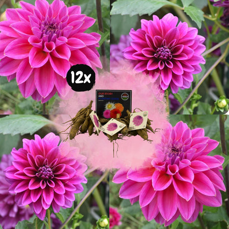 Livraison plante Dahlia Bleu bell pétales larges - coffret de 12 bulbes