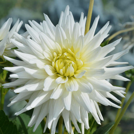 Livraison plante Dahlia Bulbes - Mix Orange pride, Dahlia Playa Blanca & Dahlia Ralphie, 24 pièces