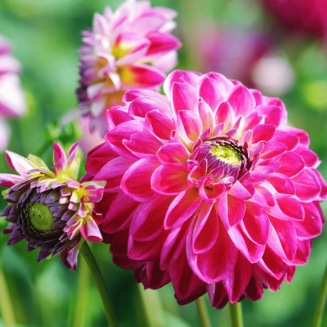 Livraison plante Dahlia Bulbes - Mix Pompon Splash, Dahlia Little Robert & Dahlia Ralphie, 12 pièces