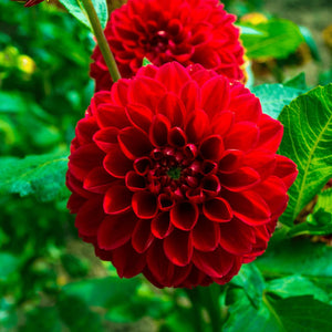 Livraison plante Dahlia Heatwave grandes fleurs rouge foncé - Coffret de 12 bulbes