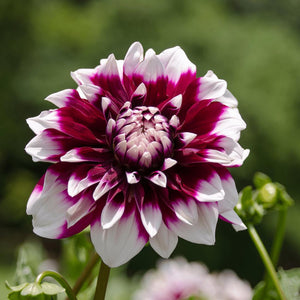 Livraison plante Dahlia Mistery Day grandes fleurs - coffret de 12 bulbes