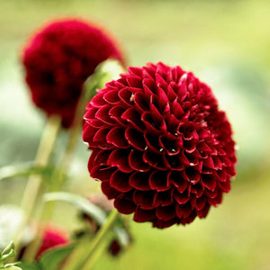 Livraison plante Dahlia Pompom Natal - coffret de 12 bulbes