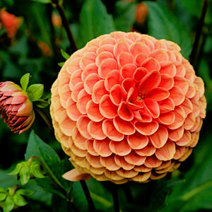 Livraison plante Dahlia Ralphie boule - Coffret de 12 Bulbes