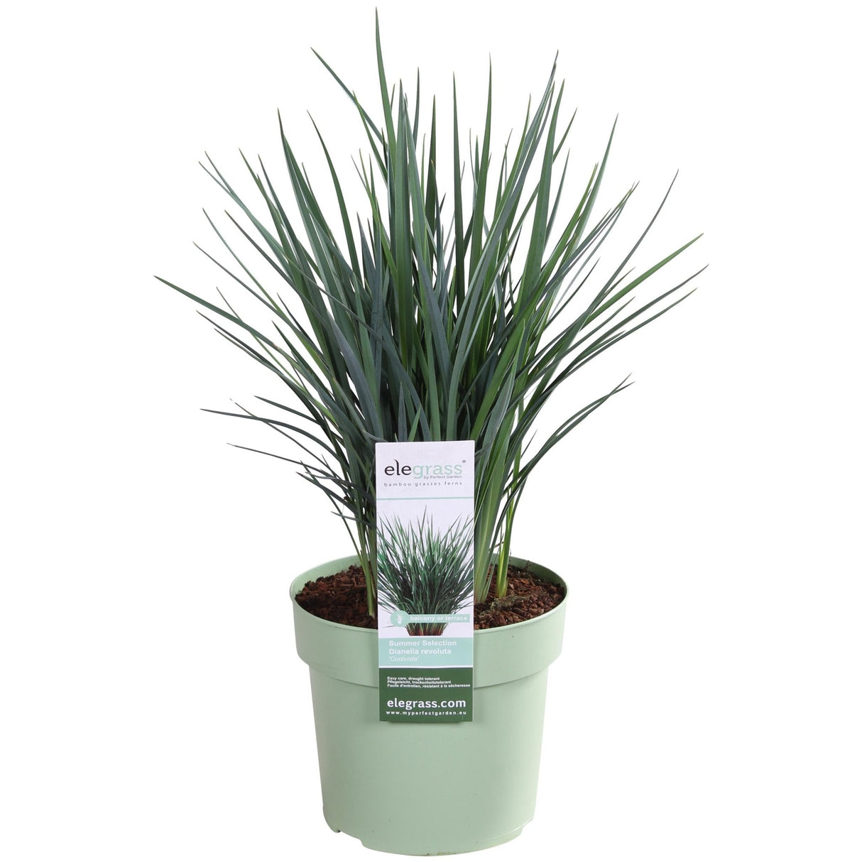 Livraison plante Dianella Revoluta 'Coolvista'® - ↨40cm - Ø19 - Plante d'extérieur