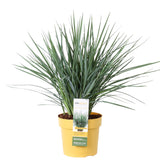 Livraison plante Dianella Revoluta 'Coolvista'® - ↨40cm - Ø19 - Plante d'extérieur