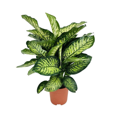 Livraison plante Dieffenbachia Camilla