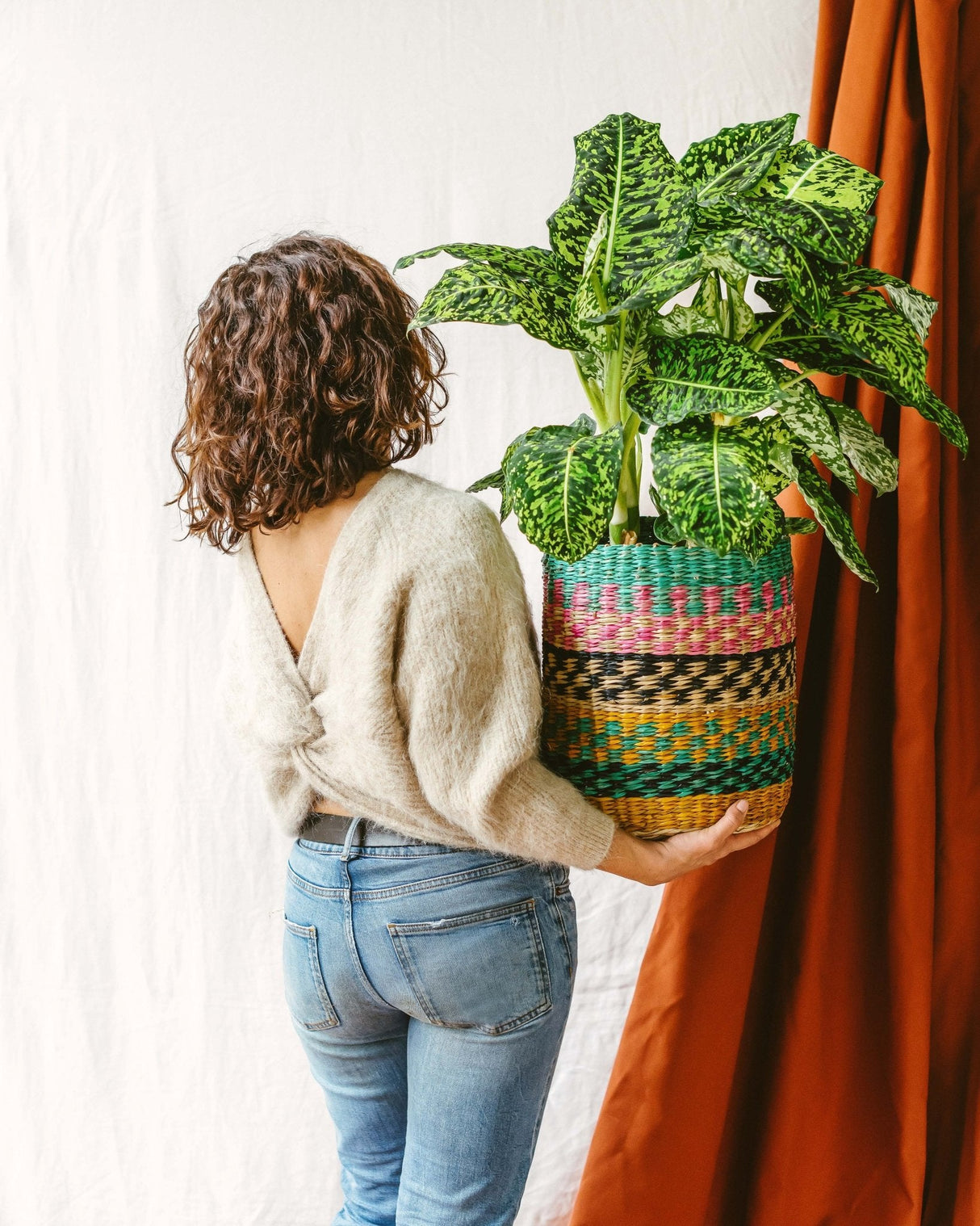 Livraison plante Dieffenbachia reflector