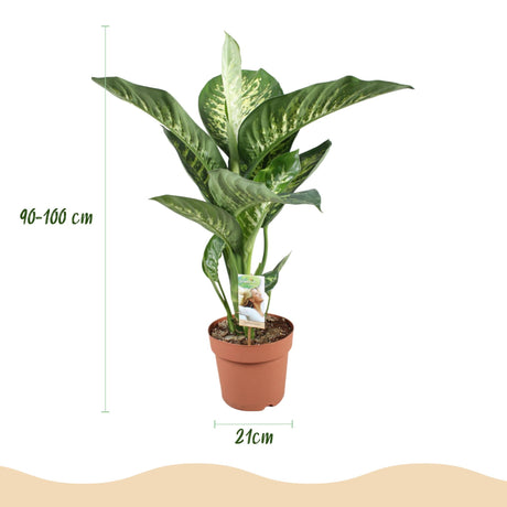 Livraison plante Dieffenbachia Tropic Snow et panier H95 cm