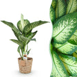 Livraison plante Dieffenbachia Tropic Snow et panier H95 cm