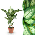 Livraison plante Dieffenbachia Tropic Snow et panier H95 cm