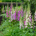Dedaleira Roxa (Digitalis purpurea) 'Purpurea'