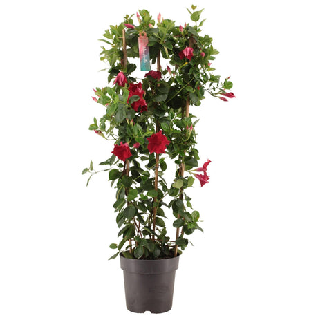 Livraison plante Dipladenia pyramide rouge