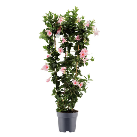 Livraison plante Dipladenia rose pastel