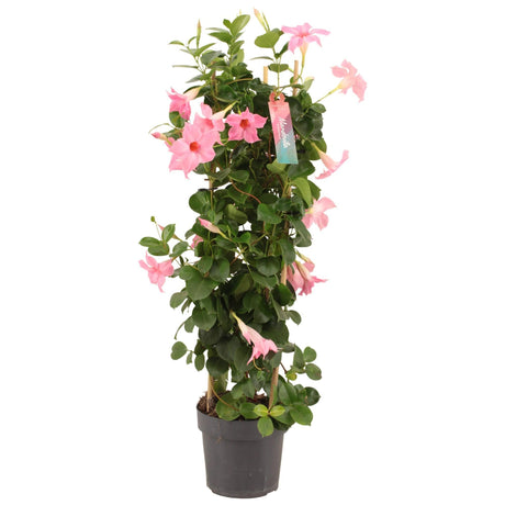 Livraison plante Dipladenia tour rose