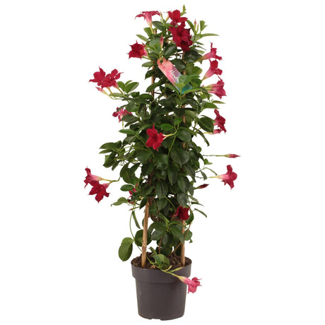 Livraison plante Dipladenia tour rouge