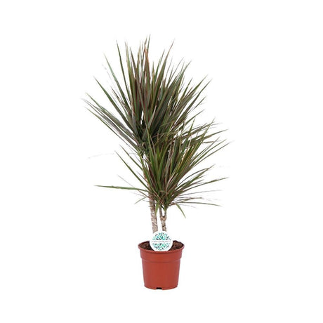 Livraison plante Dracaena Bicolor