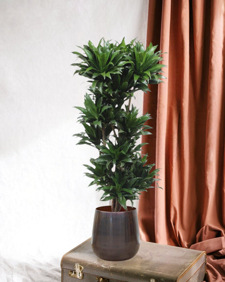 Livraison plante Dracaena Compacta