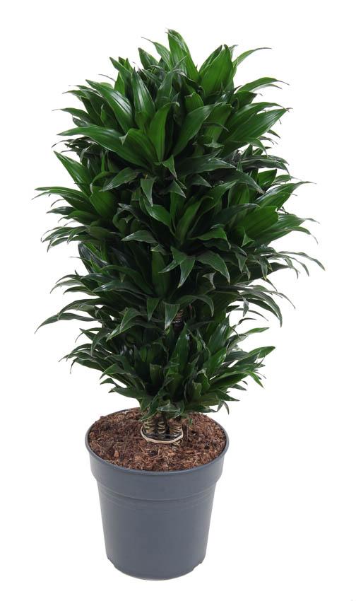 Livraison plante Dracaena Compacta