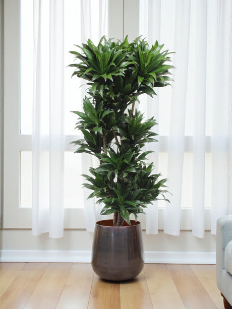 Livraison plante Dracaena Compacta
