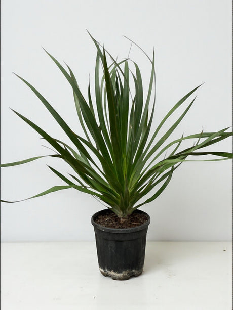 Livraison plante Dracaena Draco