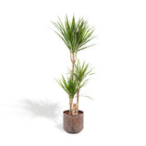 Livraison plante Dracaena et son cache h120cm