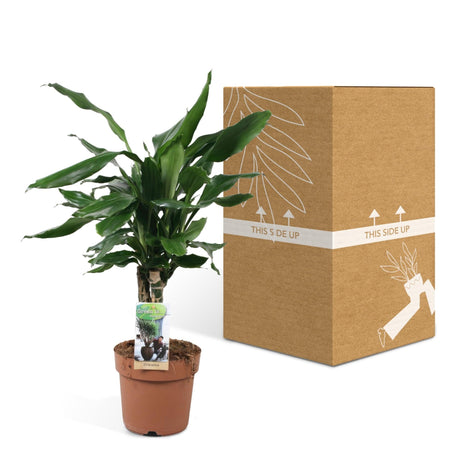 Livraison plante Dracaena 'Fagrans Steudneri Green'