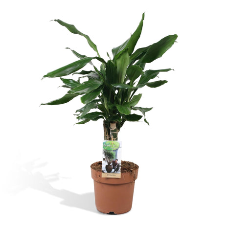 Livraison plante Dracaena 'Fagrans Steudneri Green'