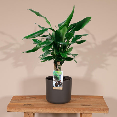 Livraison plante Dracaena 'Fagrans Steudneri Green'