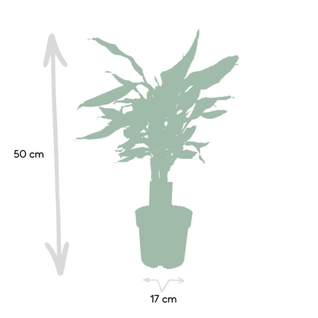 Livraison plante Dracaena 'Fagrans Steudneri Green'