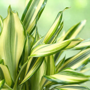 Livraison plante Dracaena fragrans Diamond Dream – Lot de 2 – Hauteur 50 - 55cm
