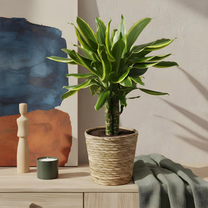 Livraison plante Dracaena fragrans Golden Coast – Lot de 2 – Pot 17 cm