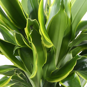Livraison plante Dracaena Golden Coast – Lot de 2 – Hauteur 50 - 55 cm