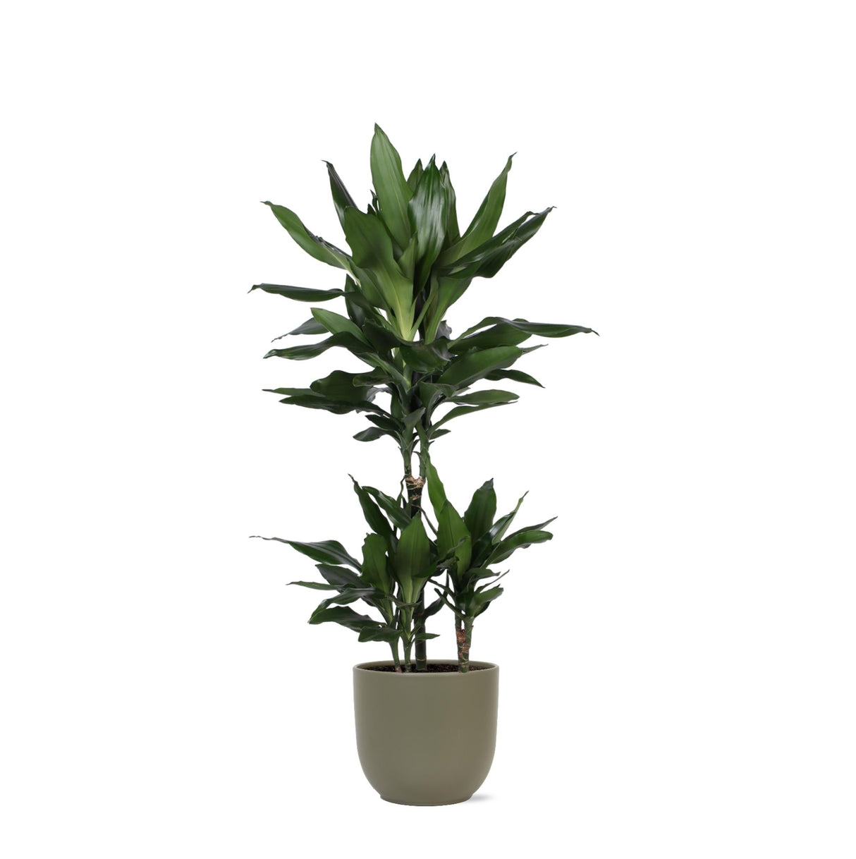 Livraison plante Dracaena Janet Lind et son pot