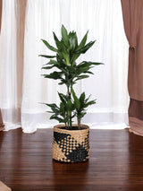 Livraison plante Dracaena Janet Lind et son pot