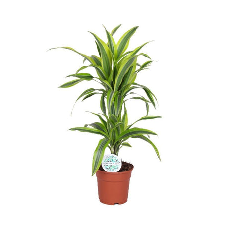 Livraison plante Dracaena 'Lemon Lime'