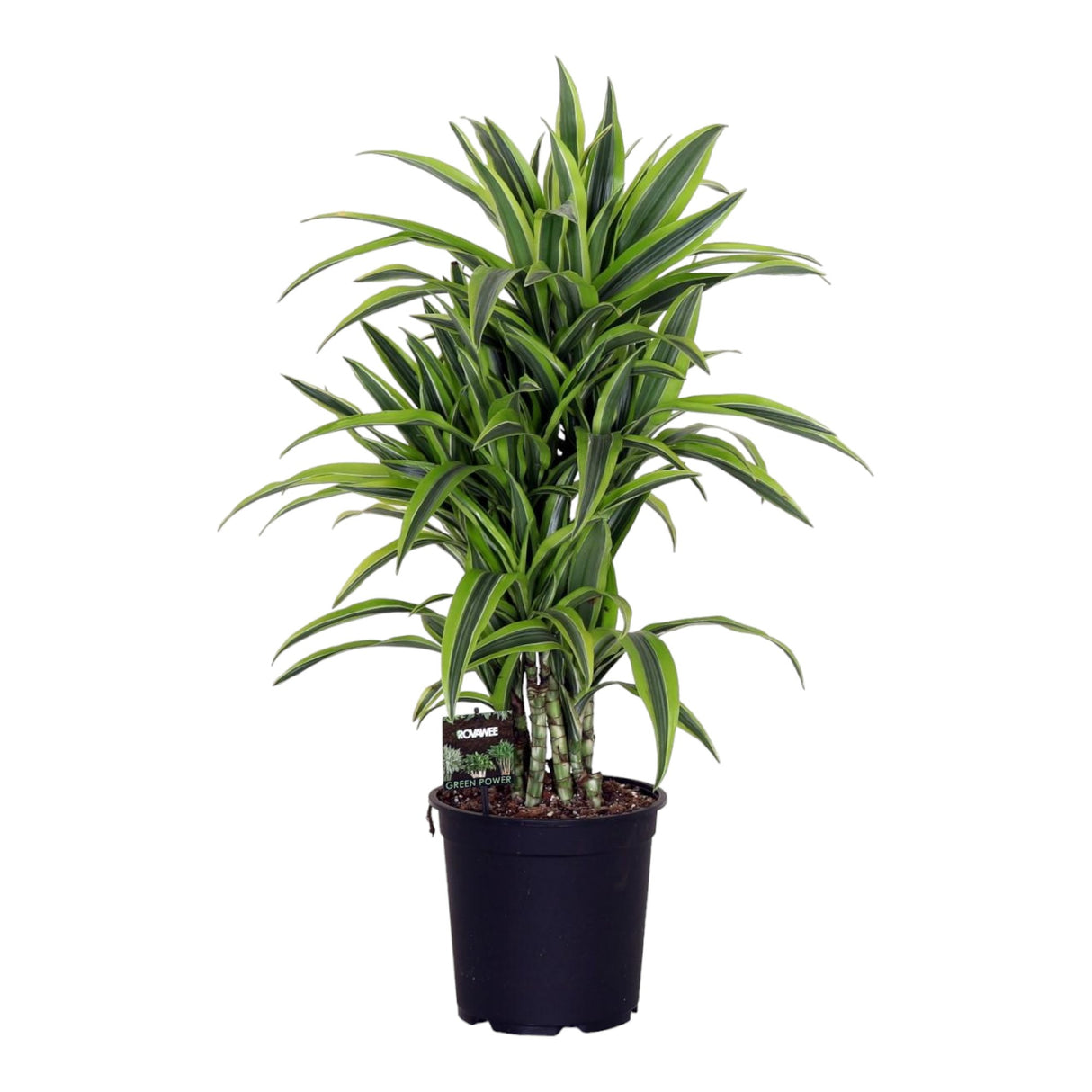 Livraison plante Dracaena 'Lemon Lime'